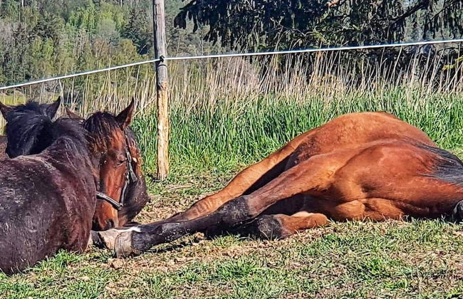 9 Person Holiday Home in Tystberga - Foto 23