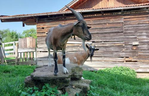 Fuchsbauernhof - Foto 19