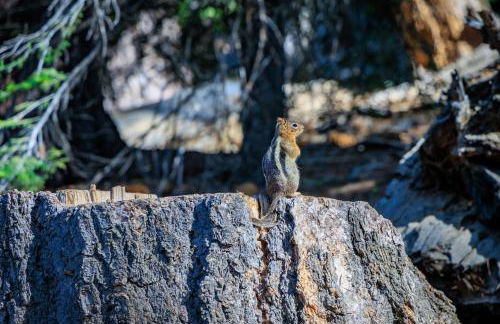 Mariposa Grove Creekside Retreat - To be featured on STAYCATION on the Destination Channel in 2026! - Foto 41