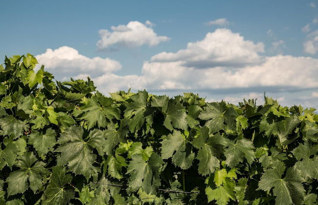 Casa Guaitoli - Foto 32