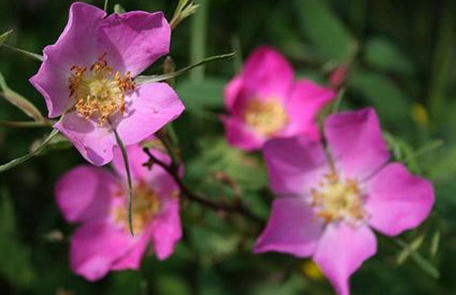 Riutankolo - Foto 30