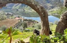 Casa dos Avós - Folgosa Douro - Foto 26