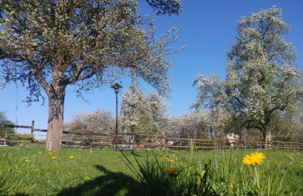 Haus Apfelblüte - Foto 44