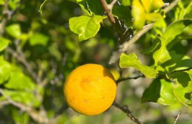 Casa Frutales Escaselas - Foto 4