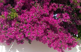 Thalia Apartment - Photo 19