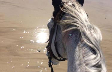 Maison de La Beslière meublé de tourisme 2 étoiles - Foto 28
