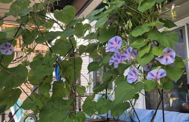 Bayside 1st Floor OC 2 br/1ba pool condo close to Jolly Roger/Convention Center - Foto 19