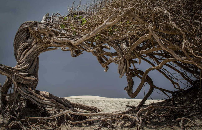 Jericoacoara East Coast Tour - Foto 1