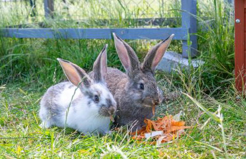 Porzeczkowe domki - Foto 38