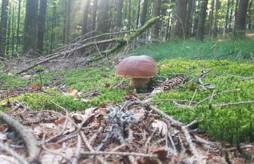 Black Forest Bergliebe Pool Terrasse Natur Ruhe Komfort - Foto 31