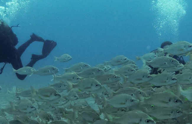 Bautismo de buceo en el Parque Natural de Arrábida - Foto 1