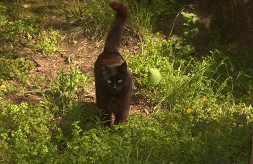 Chalet sul Trasimeno - Photo 26