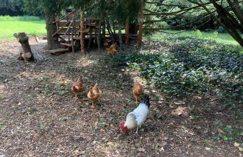 La Forge, Lieu des Chevilloux - Foto 39