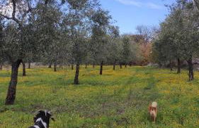 L'antica quercia - Foto 23