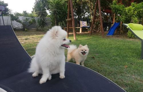 Lo Racó de Peret - Foto 72