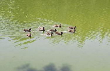 La Perle de l'Étang - Déconnexion totale - Foto 33