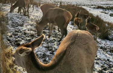 Antlers Rest - Foto 24