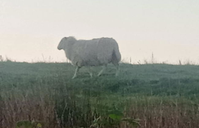 Llandovery - Cottage - Sleeps4 - Parking Secure Lock up for Bikes - Foto 16