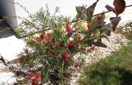 Apartments with garden - Foto 6