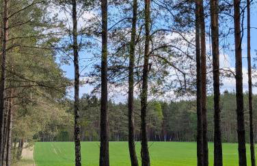 Domek Bory Tucholskie laso przestrzeń - Foto 28