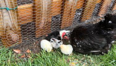 Agriturismo Il Divin Casale - Foto 5