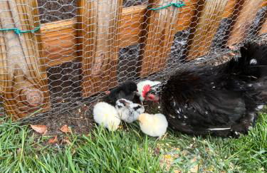 Agriturismo Il Divin Casale - Foto 5