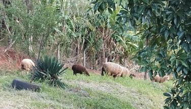 Bangalô dos Araçás - sítio Vô Haack - Foto 2
