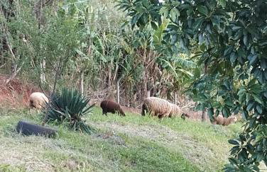 Bangalô dos Araçás - sítio Vô Haack - Foto 2