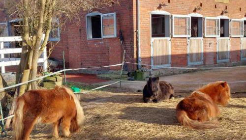 Kuschelige Ferienwohnung auf Reiterhof - Foto 2