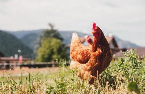 Agriturismo Maso Corradini - Foto 46