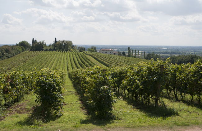 Musella Winery & Relais - Foto 78