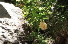 Ορεινος Παραδεισος - Photo 33