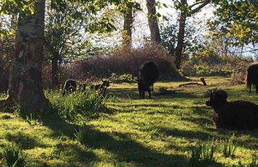 Glynn Bull Pen - Foto 23