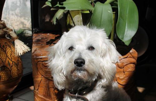 Domaine Le Clos des Oliviers - Foto 62