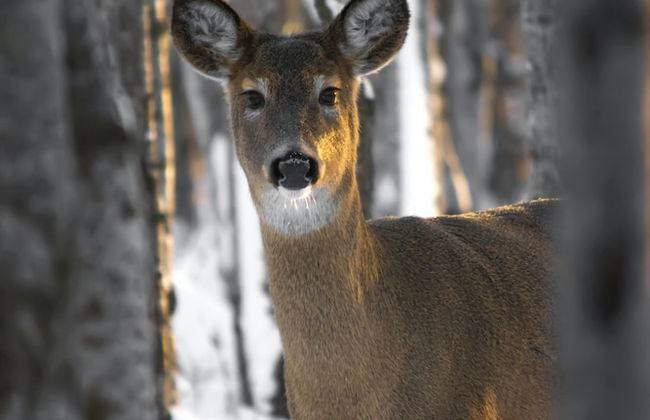 Aspen Springs Angel fire - Foto 49