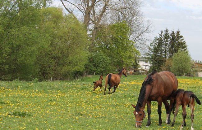 Holiday Home Near Baltic Sea and Forest - Foto 26