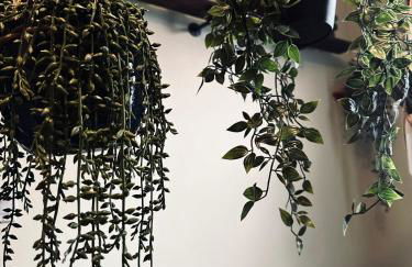 Mr. McGregor’s Garden - Foto 33