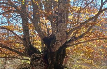 Principe di Napoli - Foto 39