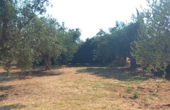 APARTMENT Sonia - Photo 13