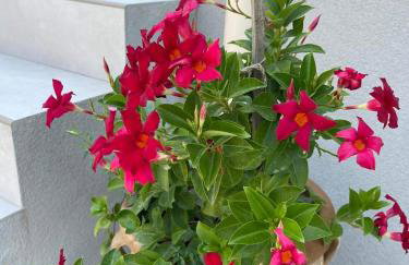 Rose garden home - Foto 12