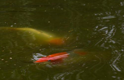 Gästehaus Roggenhorst - aufwändig saniertes Haus, 200 qm Wohnfläche, 3 Bäder - Foto 36