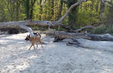 Ferienhaus am Wald - Foto 22