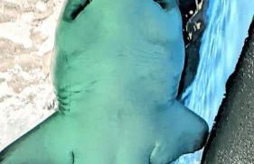 Ático junto al Teatro AUDITORIO de Roquetas de Mar - Foto 58