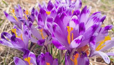 Chatka pod Lubaniem - Foto 4