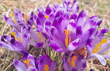 Chatka pod Lubaniem - Photo 4