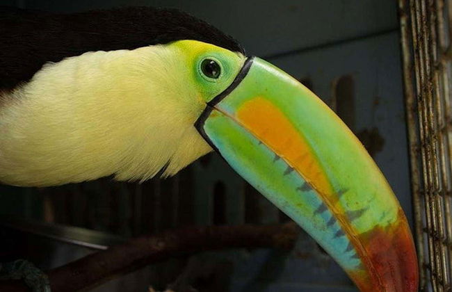 Excursão ao Toucan Rescue Ranch - Foto 2