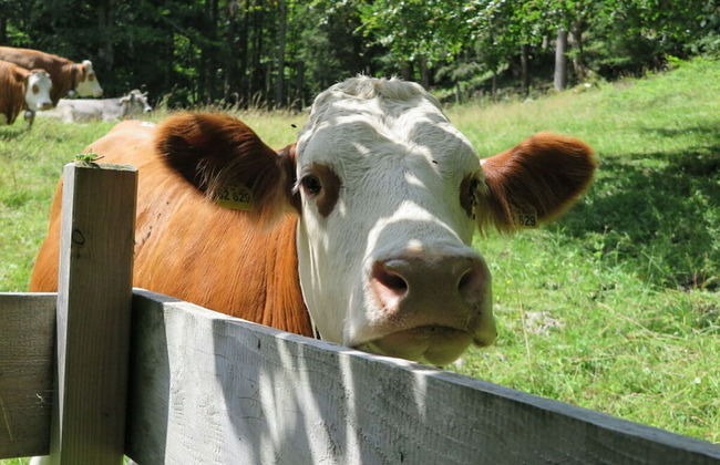 Nagelsmederij in het Huis Waldwinkel - Foto 27