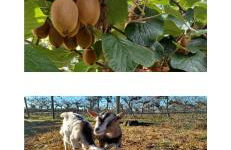 Alloggio agrituristico Zambon - Foto 12