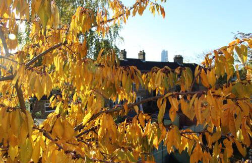 Leafy Notting Hill Cottage - Foto 2