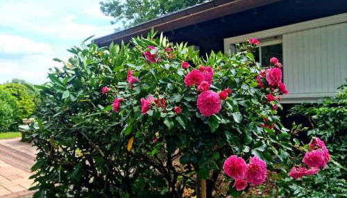 Ferienhaus Vogelsbergblick, Fernblick, Sauna, Kamin, 1700m eingezäunt in Alleinlage - Foto 5, Garden, Garden view
